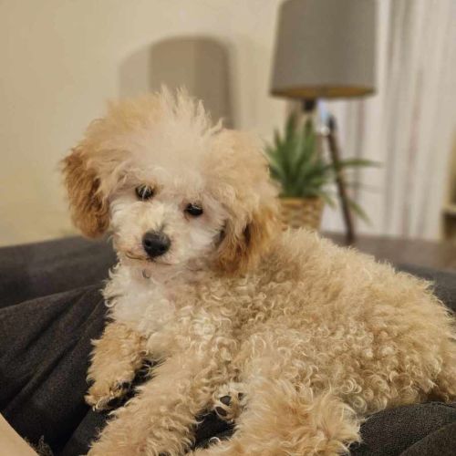 Sophia (Fifi)