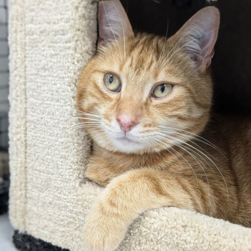 🥝 Freddie 5515 🥝