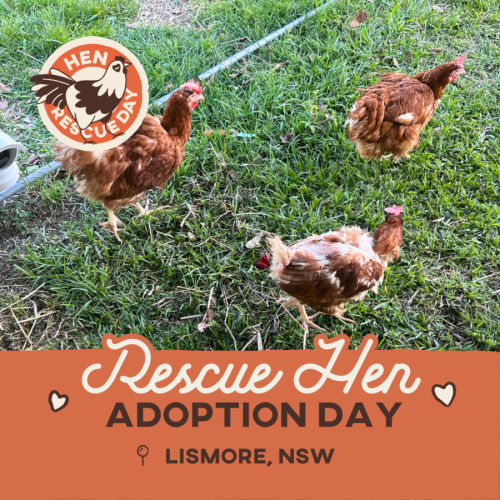 Adoption Day | Lismore, NSW | Rescue Hens