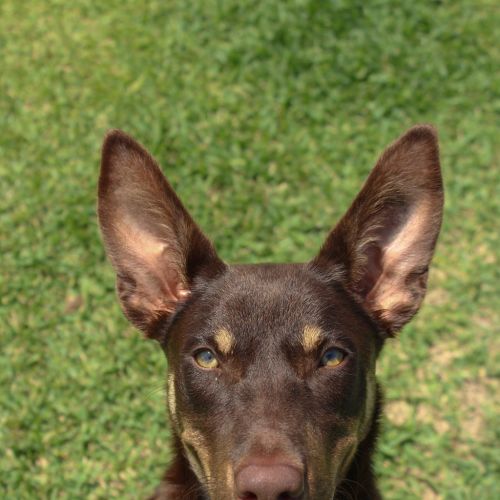 Perro