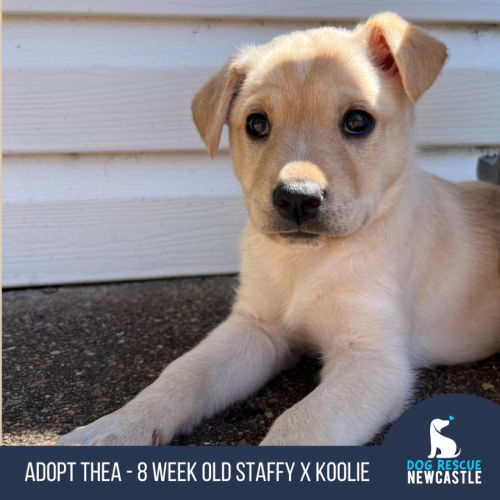 Thea - 8 Week Old Staffy X Koolie (Hold)