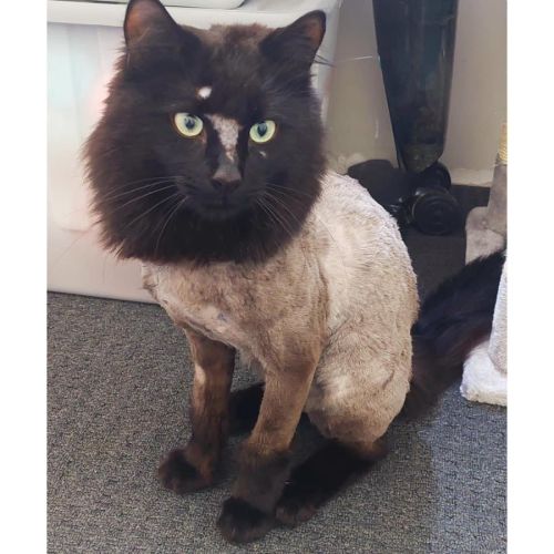 11235 - Shadow Galaxy