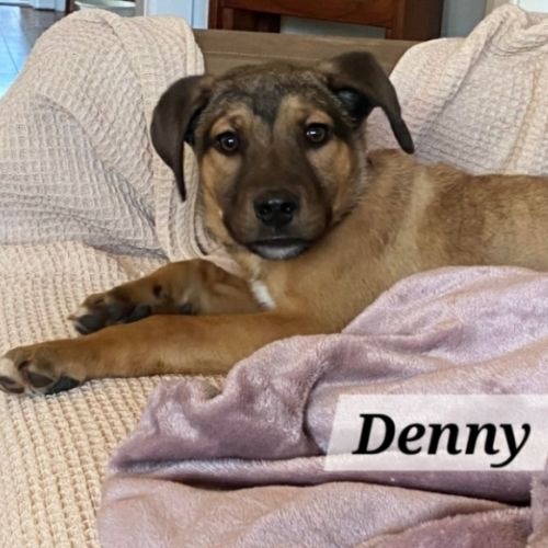 Denny