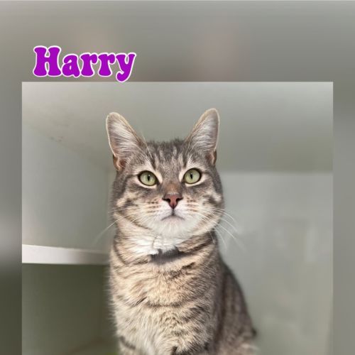 Harry