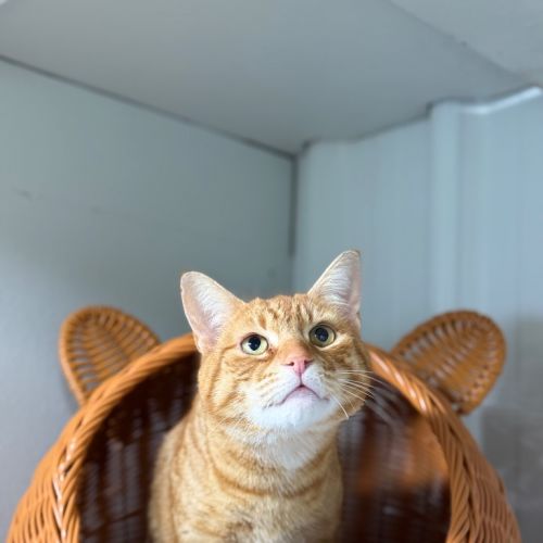 Kittu