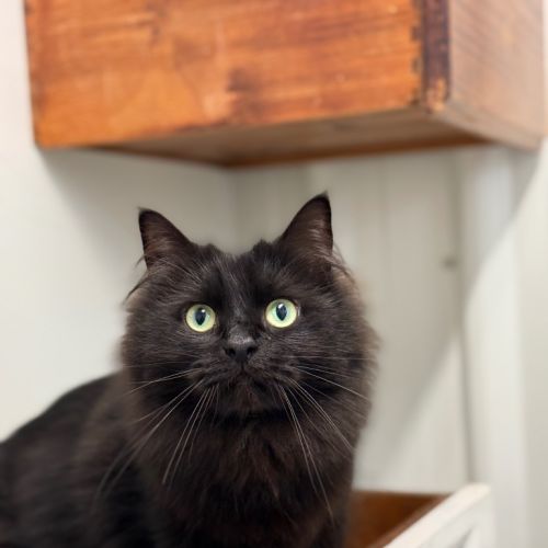 Athena - Bonded With Hugo