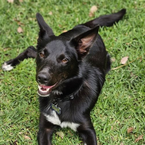 Bruce - Assisted Rehome 