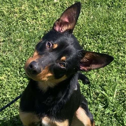 Sam