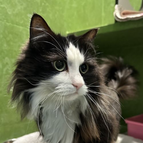 Maggie