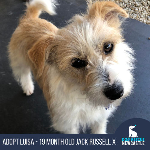 Luisa - 19 Month Old Jack Russell X (trial)