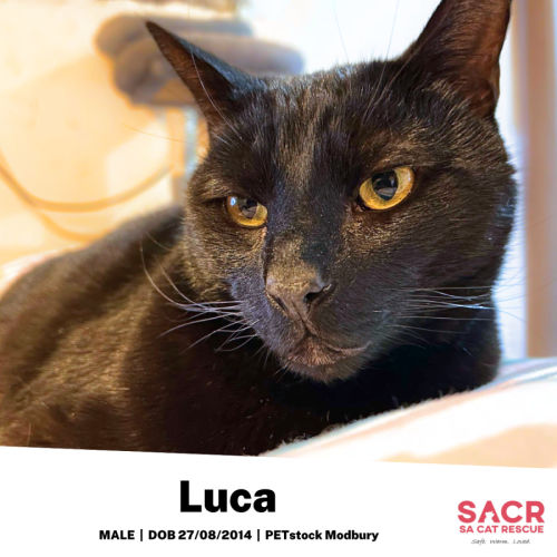 Luca