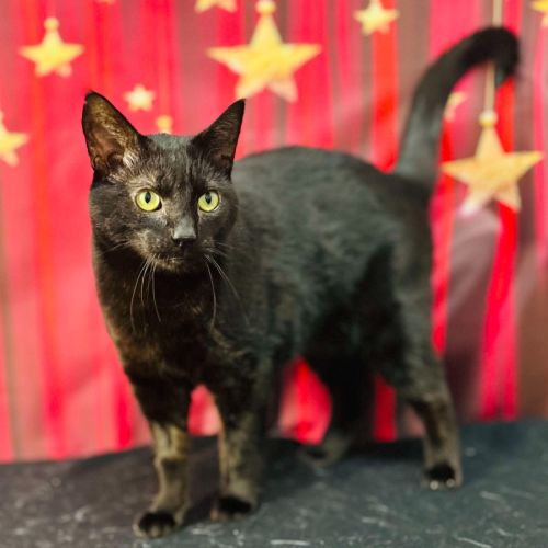 Bucky - Located in Preston