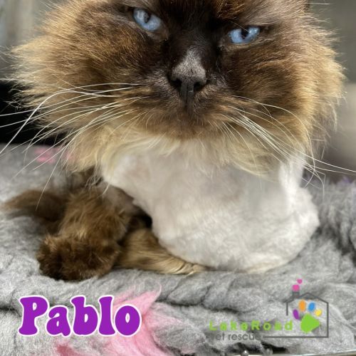 Pablo
