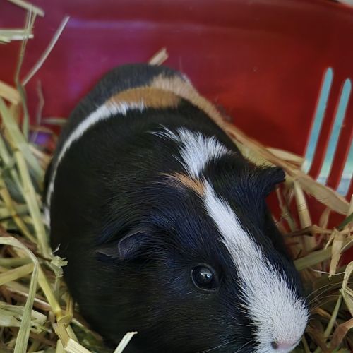 Alexandria (bonded With Isabella)