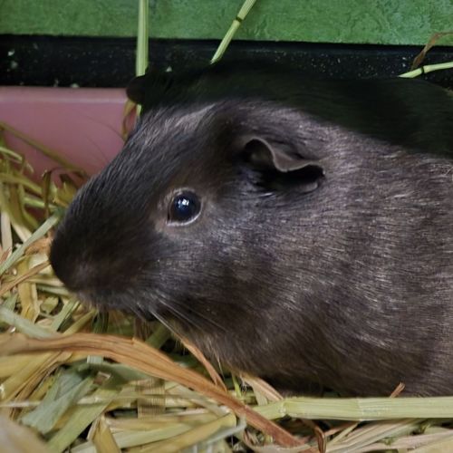 Isabella (bonded With Alexandria)