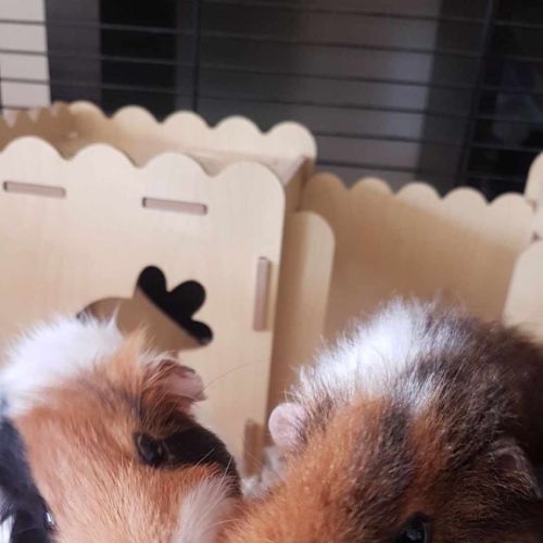 Rocco And Reggie