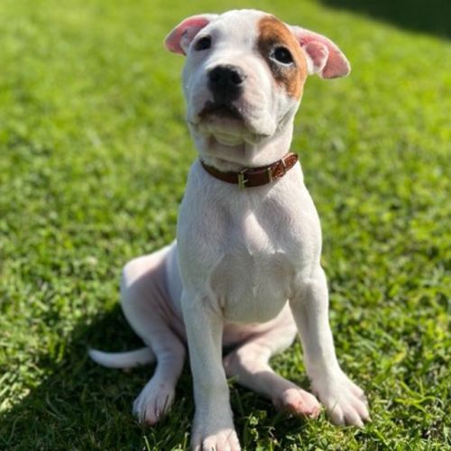 Skye