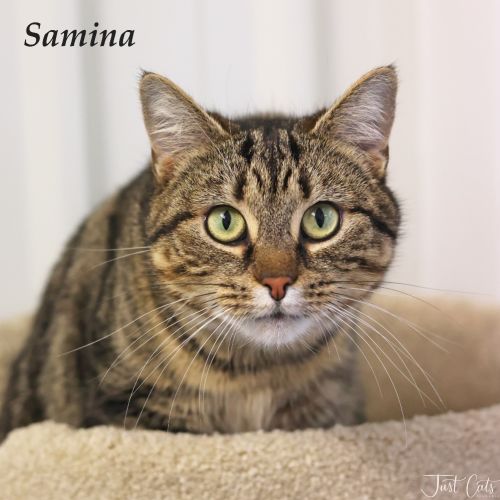 Samina