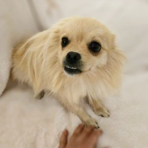 Mia 