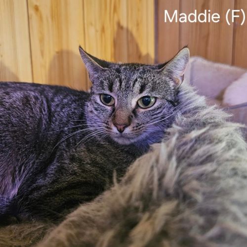 Maddie
