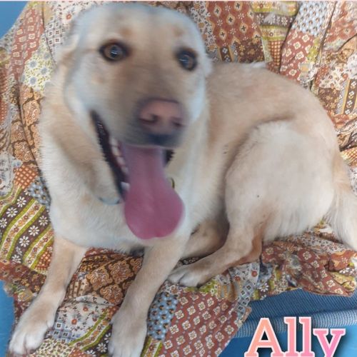 Ally