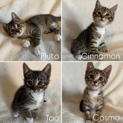 11118/19/20/21 - Cosmo, Cinnamon, Pluto & Tao