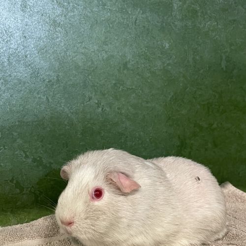 Brie (bonded To Pip)
