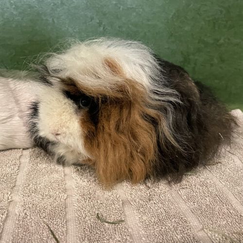 Pip (bonded To Brie)