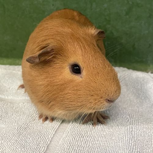 Pollux (bonded To Castor)