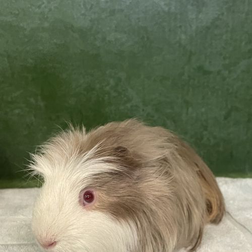 Castor (bonded To Pollux)