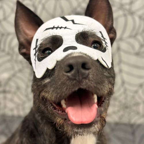 Woofie