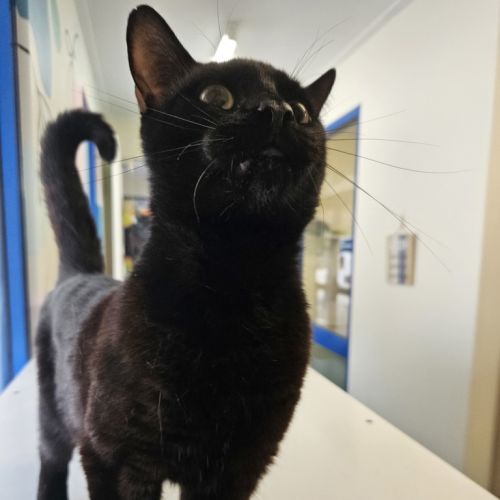 Gus Binx