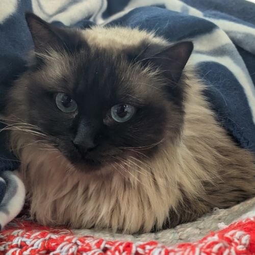 Fleas Witherspoon (fleur)