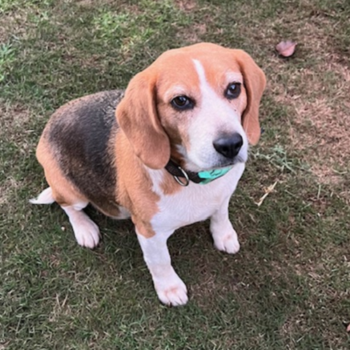 Lulu