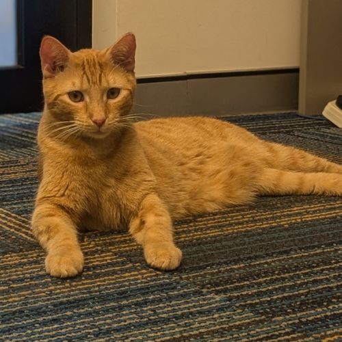 Tigger