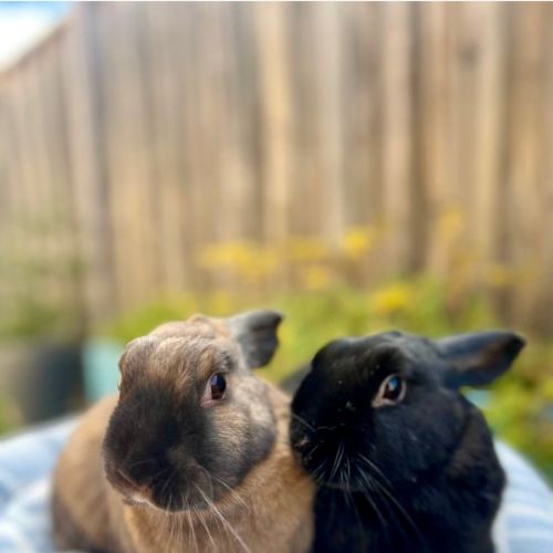 No photo for Topaz & Midnight 