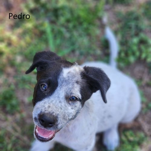Pedro