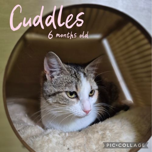 Cuddles