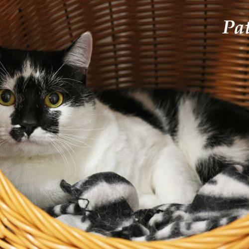 Patch