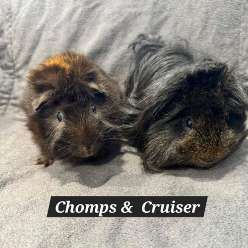 Chomps & Cruiser