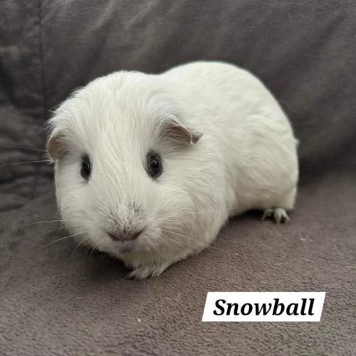 Snowball