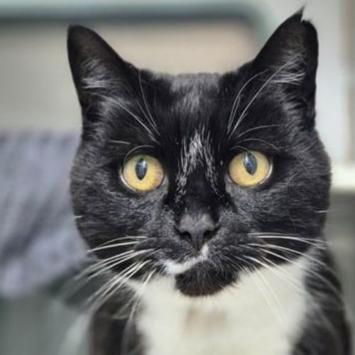 Smudge