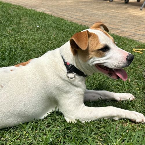 Harry 🎾🐕 (Assisted Rehome)