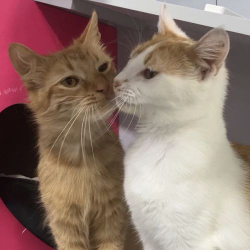 Aslan and Mr Squiggle