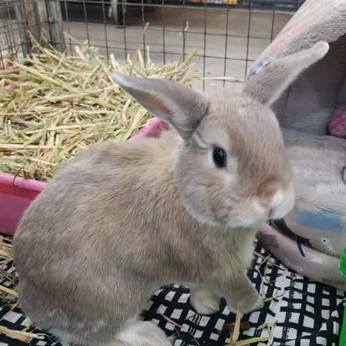 Ghost (bonded With Casper)