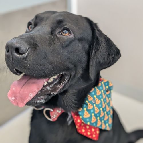 🍕 Russell 5570🍕