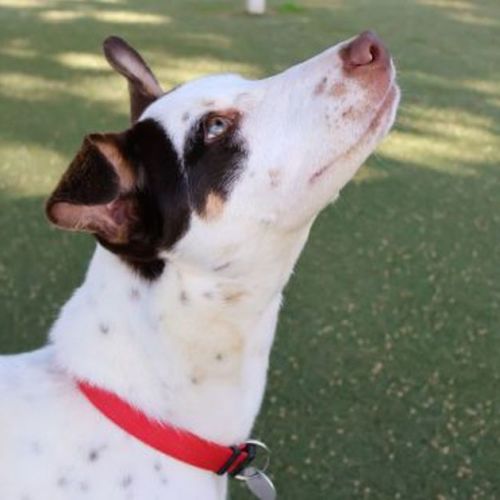Ducky