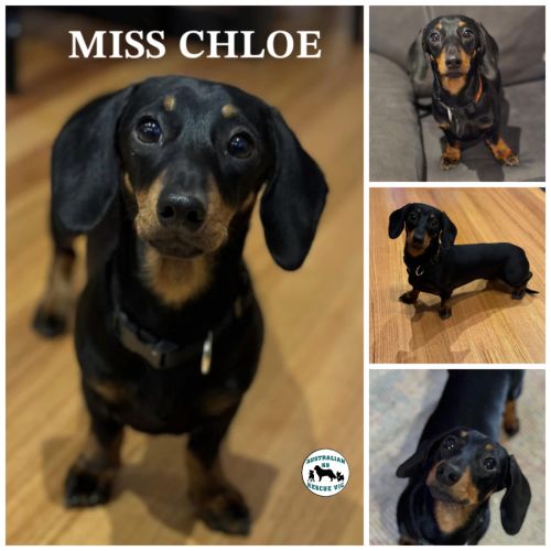 Miss Chloe 