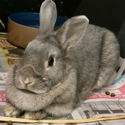 Casper (bonded With Ghost)