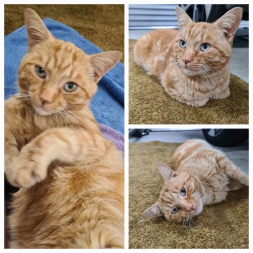 No photo for Napelon